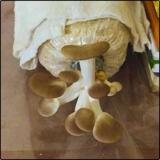 Bịch nấm bào ngư và nấm sò