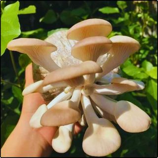 Bịch Nấm Bào ngư và Nấm Mộc nhĩ