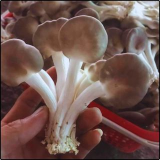 Bịch Nấm Bào ngư và Linh chi