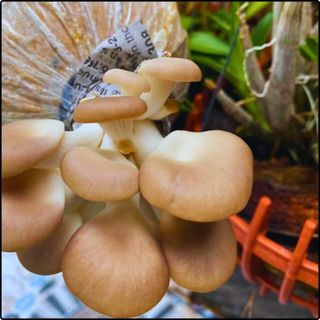 Phôi nấm Bào ngư (Combo 5 phôi nấm)