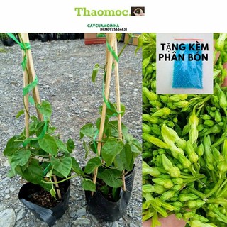 Cây hoa thiên lý "tặng kèm phân bón npk từ 01/15/8" bông thiên lý.