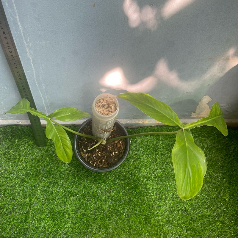 cây philodendron 69686
