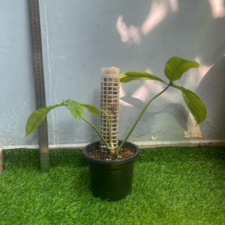 cây philodendron 69686