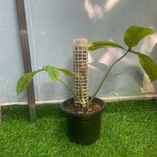 cây philodendron 69686
