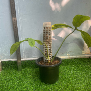 cây philodendron 69686