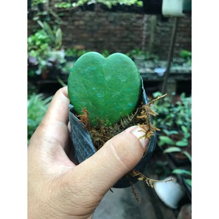lan cẩm cù lá tim chậu 1 lá