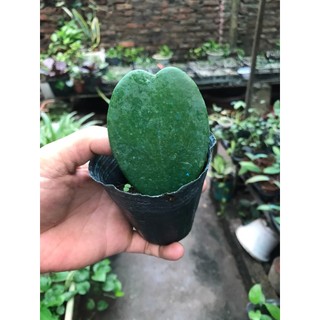 lan cẩm cù lá tim chậu 1 lá