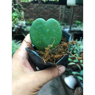 lan cẩm cù lá tim chậu 1 lá