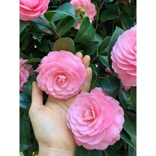 Cây giống trà hồng cung đình