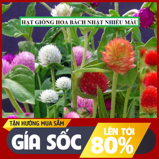 DEAL 1K - 50 Hạt giống Hoa cúc bách nhật nhiều màu - tỉ lệ nảy mầm cao <90%