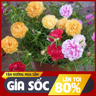DEAL 1K  - 200 Hạt Giống Hoa Mười Giờ Mỹ Kép Mix - Tỷ lệ nảy mầm 90%