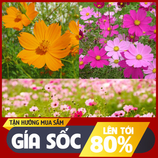 Deal 1k - 100 hạt giống hoa cúc sao nhái mix màu - nảy mầm 99%