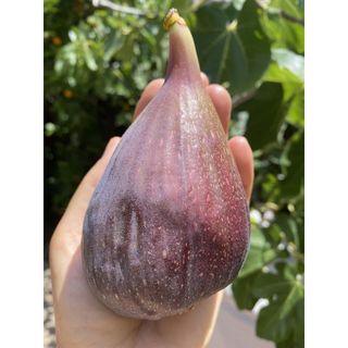 [Cây Sung Mỹ] Cây giống sung mỹ Brown Turkey Cali