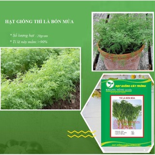 Hạt giống rau thì là  1 gói 10gr - DC