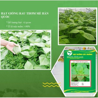 Hạt giống lá mè hàn quốc( rau lá vừng Hàn Quốc ) 0.5gram - DC