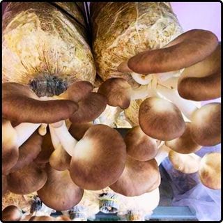 Phôi nấm Bào ngư (1 kiện 03 bịch)