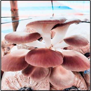Phôi nấm Bào ngư (1 kiện 03 bịch)