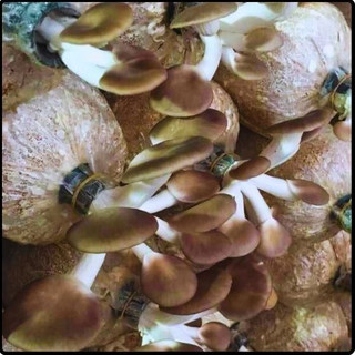 Phôi nấm Bào ngư (1 kiện 03 bịch)