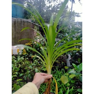 COMBO 2 CÂY GIỐNG LÁ NẾP (LÁ DỨA)