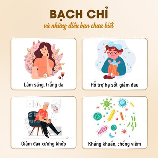 Bạch chỉ 100g, khô, thái lát mỏng, trắng, thơm, không tẩy trắng - Lãn Ông