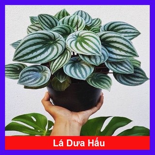 Cây lá dưa hấu - Peperomia Watermelon - cây cảnh đẹp để bàn với hoa văn vô cùng bắt mắt