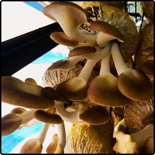 Phôi nấm Bào ngư và Sò (8 Bào ngư, 8 Sò)