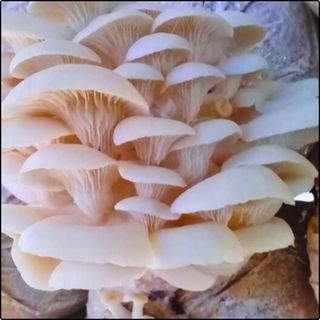 Phôi nấm Sò thái (1 kiện 06 bịch nấm)