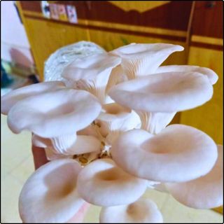 Phôi nấm Sò thái (1 kiện 06 bịch nấm)