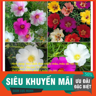 2000 Hạt giống hoa 10h cánh đơn nhiều màu