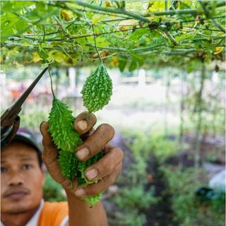 Hạt giống trái khổ qua rừng - Gói 20 hạt (TẶNG gói kích thích hỗ trợ hạt nảy mầm)
