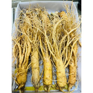  Nhân Sâm Tươi Chuẩn Hàn Quốc 6 Năm Tuổi Loại 10 Củ 1 Kg Nguyên Rễ dài đẹp - Bồi Bổ Cơ Thể 