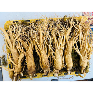 Nhân sâm tươi chuẩn hàn quốc 6 năm tuổi loại 6 củ 1 kg - thân dài, nguyên rễ đẹp
