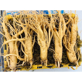 Nhân sâm tươi chuẩn hàn quốc 550.000/ 1 củ size 5 củ 1kg, 1 củ 200gram - bán lẻ 1 củ hút chân không