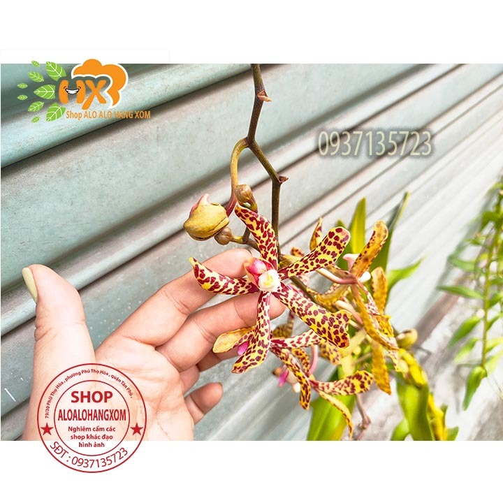 cây lan bò cạp rằn mỹ ( bông to )