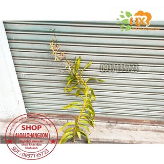 cây lan bò cạp rằn mỹ ( bông to )