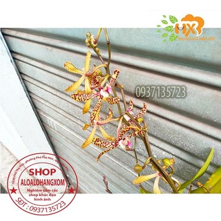 cây lan bò cạp rằn mỹ ( bông to )
