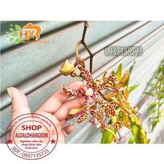 cây lan bò cạp rằn mỹ ( bông to )