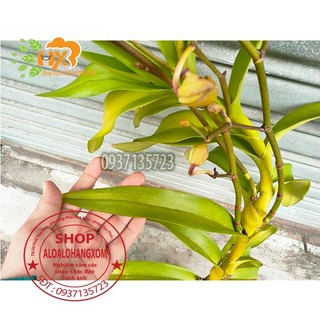 cây lan bò cạp rằn mỹ ( bông to )