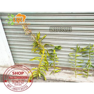 cây lan bò cạp rằn mỹ ( bông to )