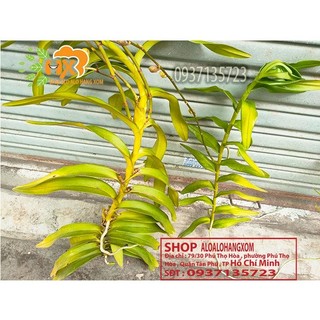 cây lan bò cạp rằn mỹ ( bông to )