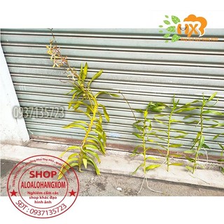 cây lan bò cạp rằn mỹ ( bông to )