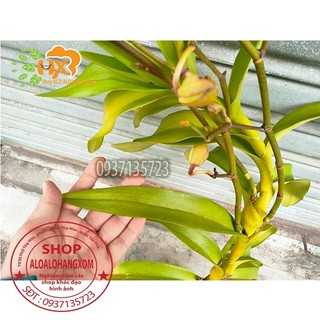 cây lan bò cạp rằn mỹ ( bông to )