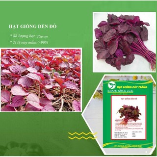 Hạt giống rau dền đỏ cao sản dễ trồng 20gr - DC
