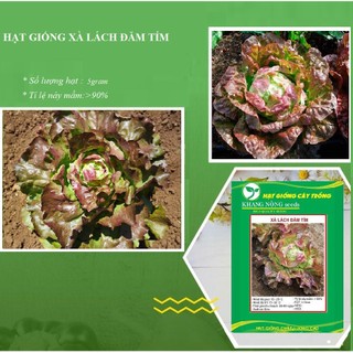 Hạt giống rau xà lách đăm tím - gói 0,2gram