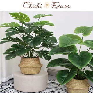 Chậu cây trầu bà phong thủy 18 nhánh lá cao cấp decor, trang trí nhà cửa