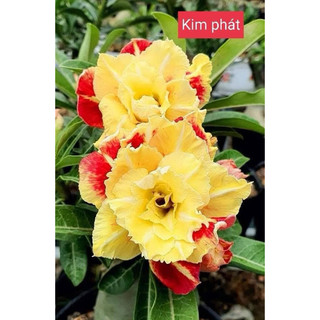 cây sứ ghép giống mới