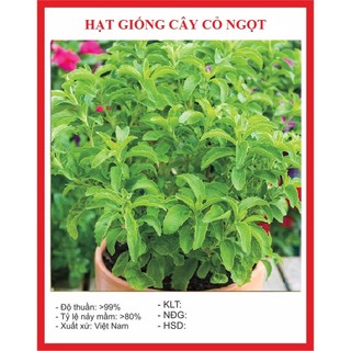 Hạt giống cây cỏ ngọt dể trồng- Gói 20 Hạt-tặng kèm gói phân bón