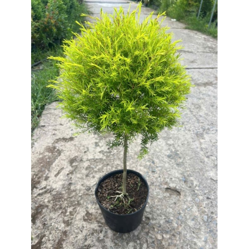 Cây 🌲 Tùng thơm 1 cốt cao 1m1