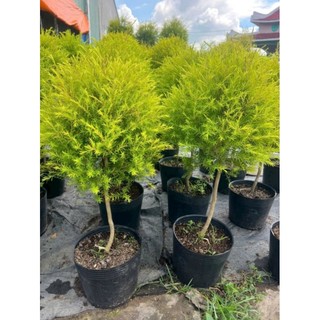 Cây 🌲 Tùng thơm 1 cốt cao 1m1