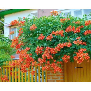 Hoa Đăng Tiêu - cây leo giàn, leo cổng, cây cảnh sân vườn
